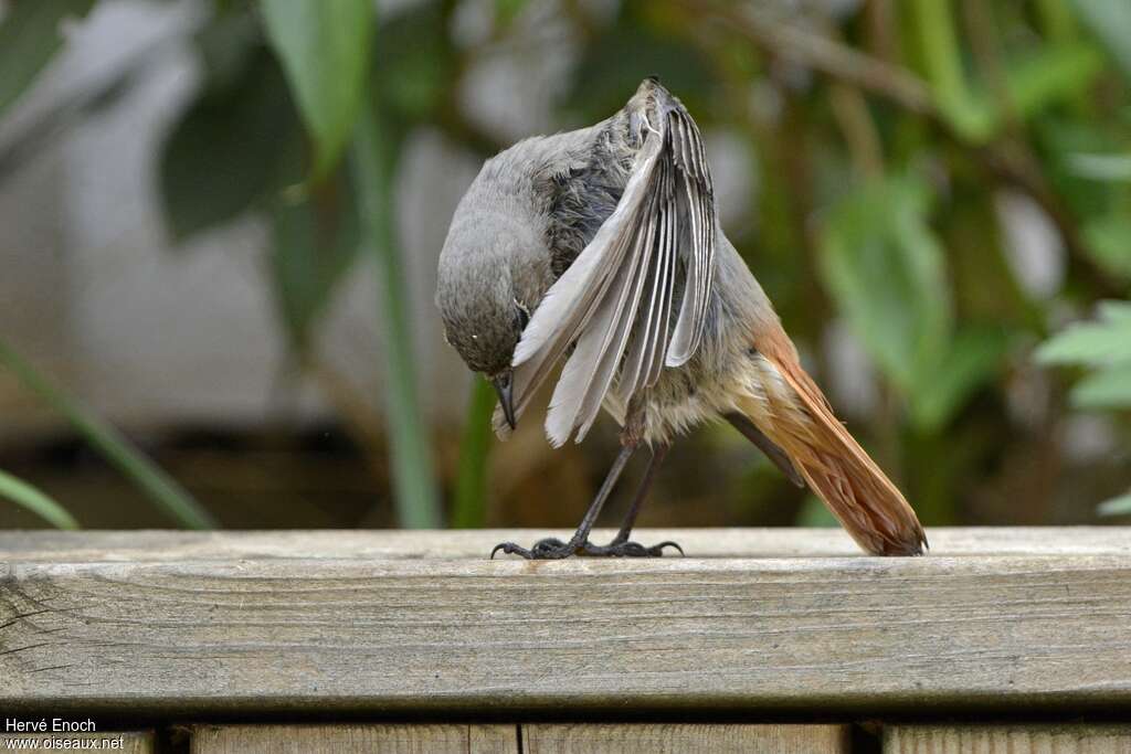 Black Redstart, care