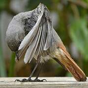 Black Redstart