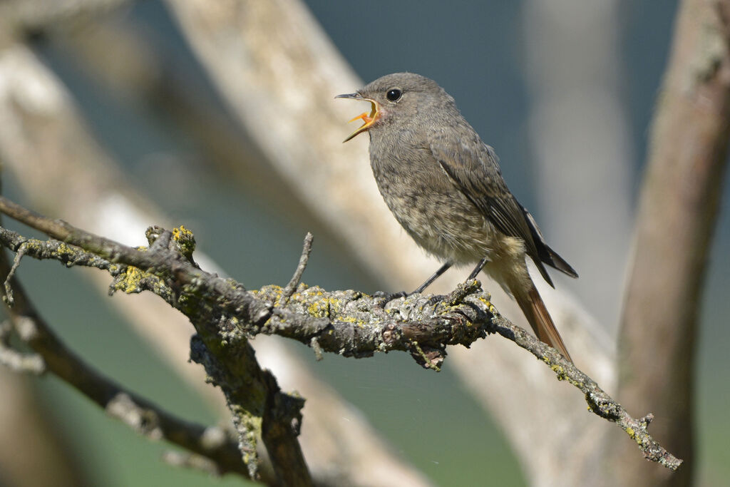 Black Redstart