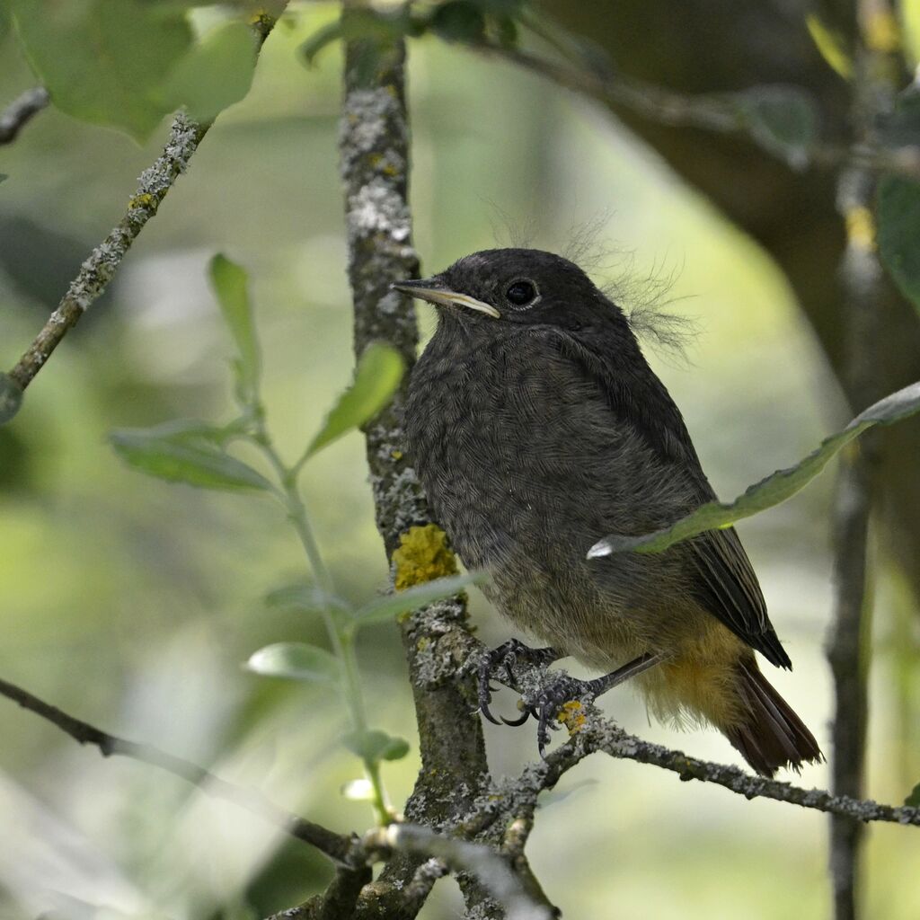 Black Redstartjuvenile, identification