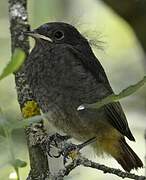 Black Redstart