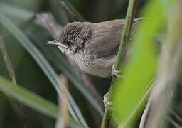 Common Reed Warbler