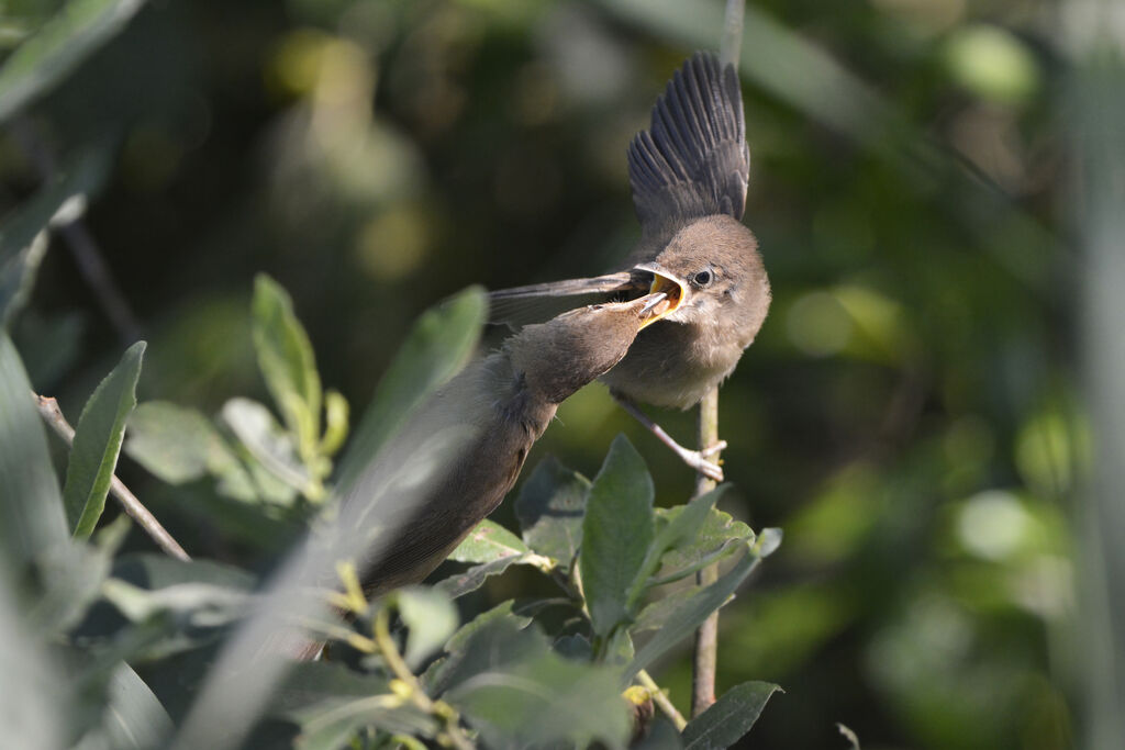 Eurasian Reed Warbler, eats, Behaviour