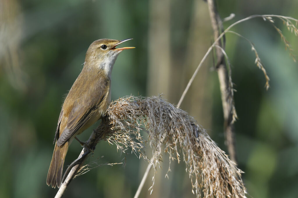 Rousserolle effarvatteadulte, chant