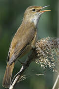 Common Reed Warbler