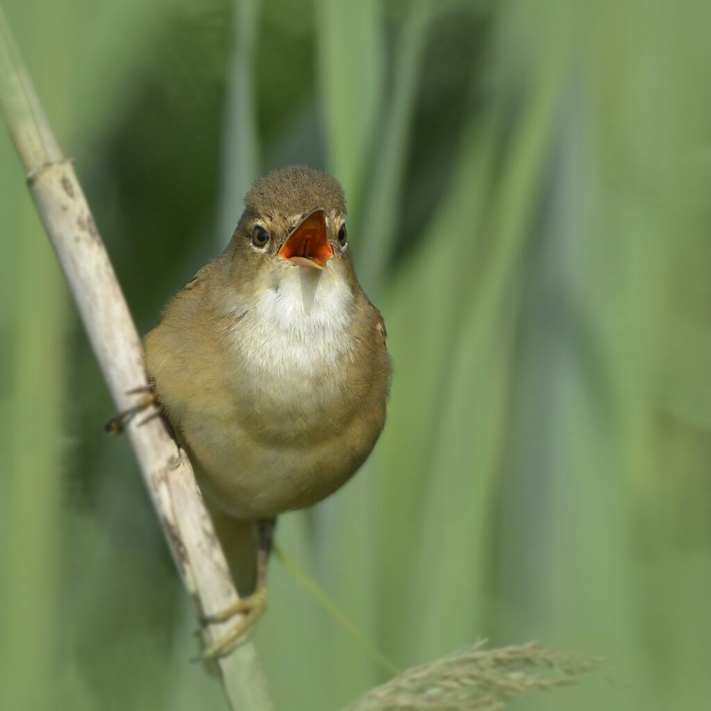 Eurasian Reed Warbleradult, song