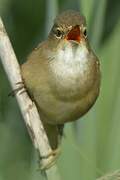 Common Reed Warbler