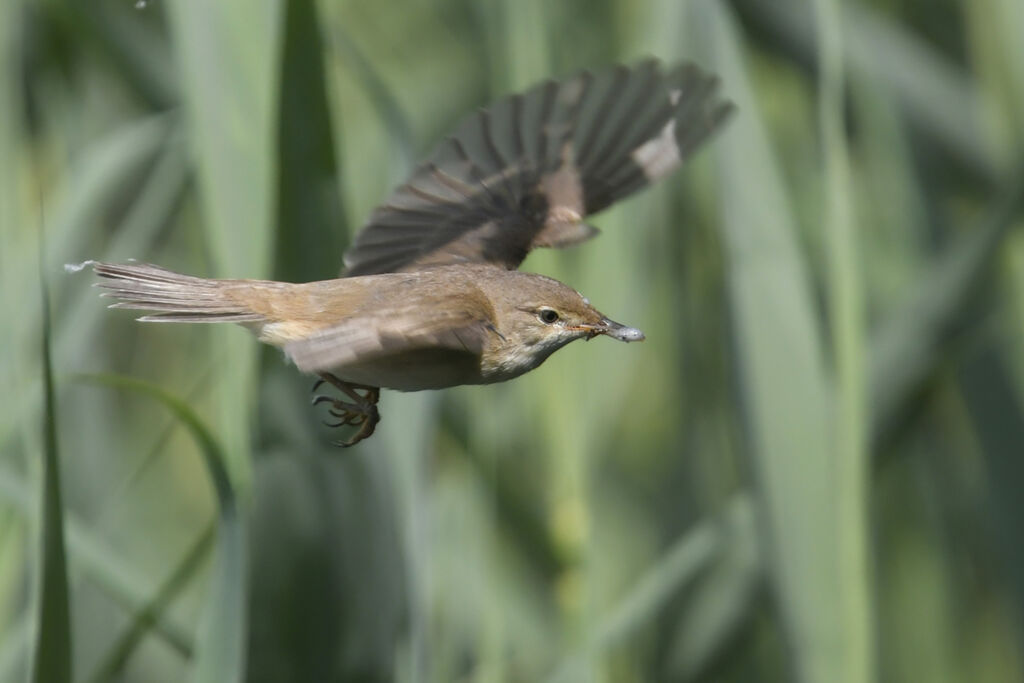 Eurasian Reed Warbleradult, Flight