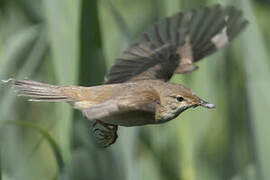 Common Reed Warbler