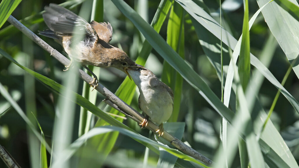 Common Reed Warbler, Behaviour