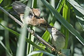 Common Reed Warbler