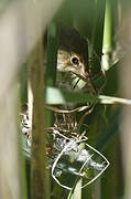 Eurasian Reed Warbler