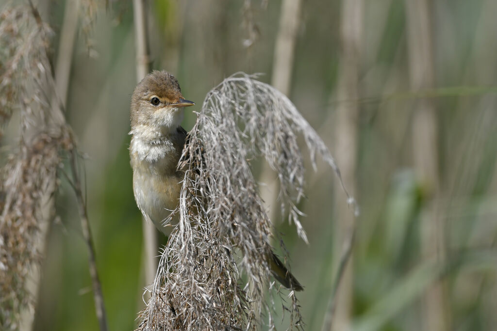 Rousserolle effarvatteadulte, identification