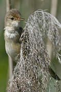 Eurasian Reed Warbler