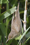 Common Reed Warbler