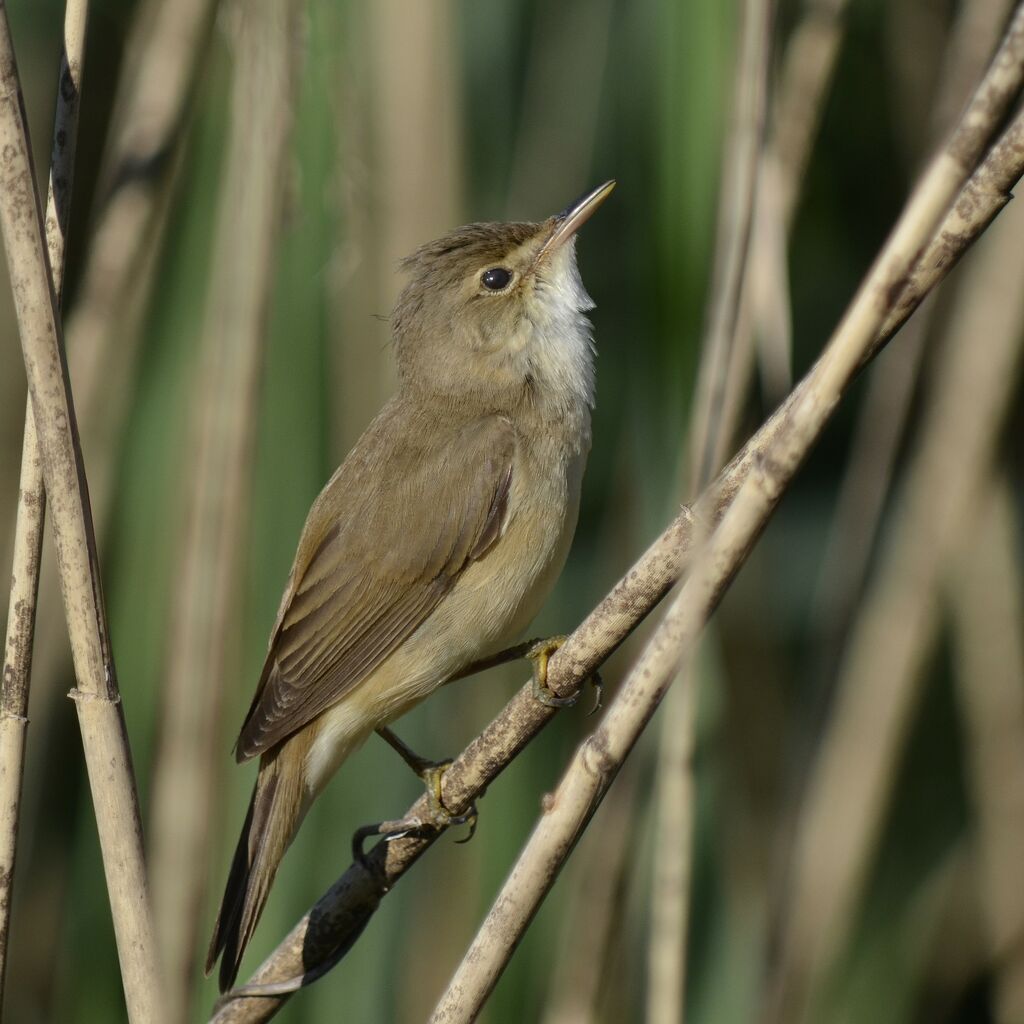 Common Reed Warbler, identification