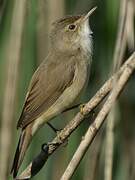 Eurasian Reed Warbler