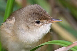 Common Reed Warbler