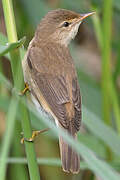 Common Reed Warbler