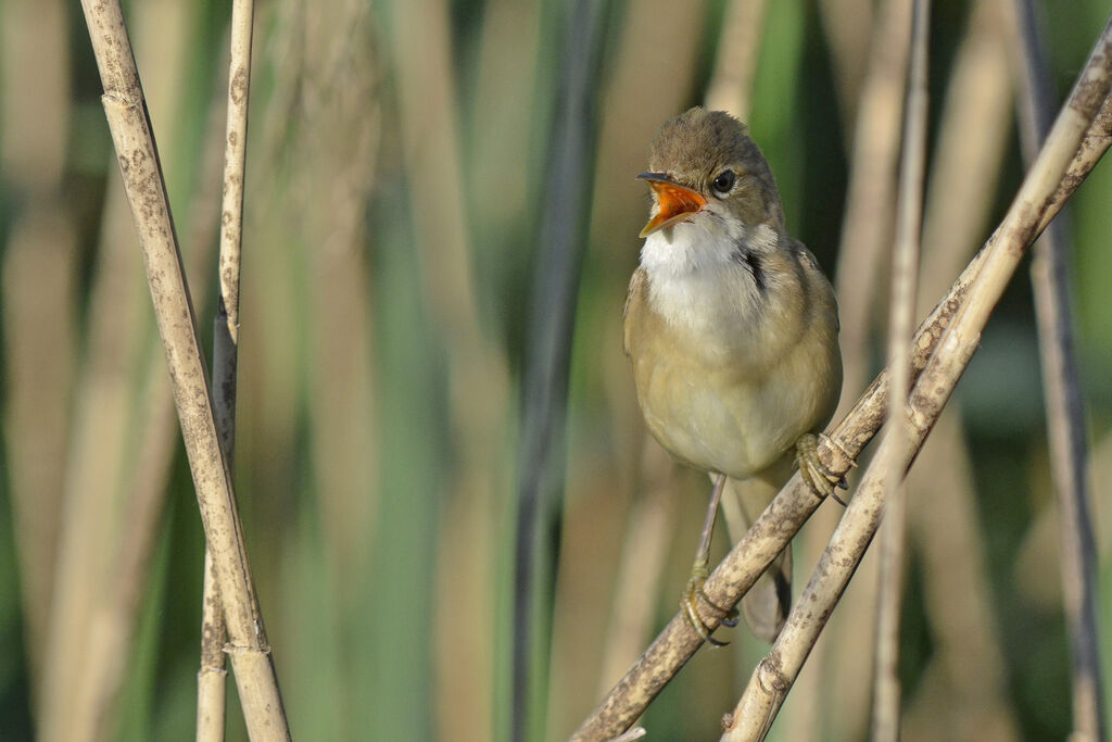 Common Reed Warbler