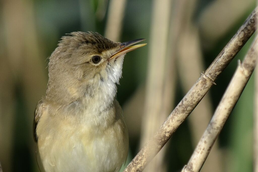 Common Reed Warbler