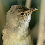 Common Reed Warbler