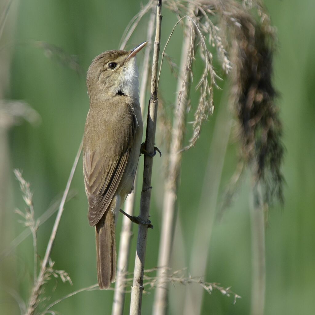 Eurasian Reed Warbler