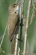 Eurasian Reed Warbler