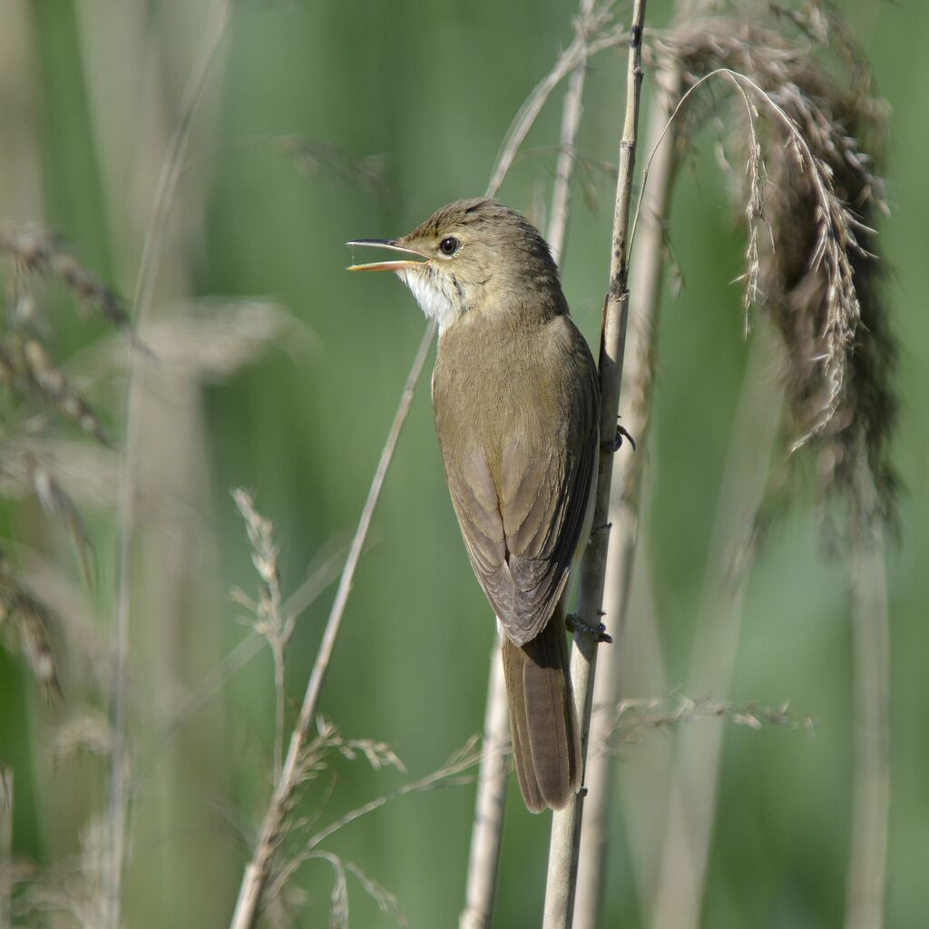 Common Reed Warbler