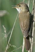 Common Reed Warbler