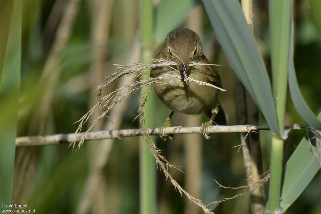 Common Reed Warbleradult, Reproduction-nesting