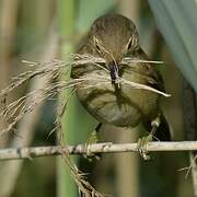 Eurasian Reed Warbler