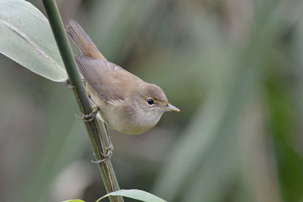 Eurasian Reed Warbler