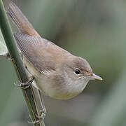 Common Reed Warbler