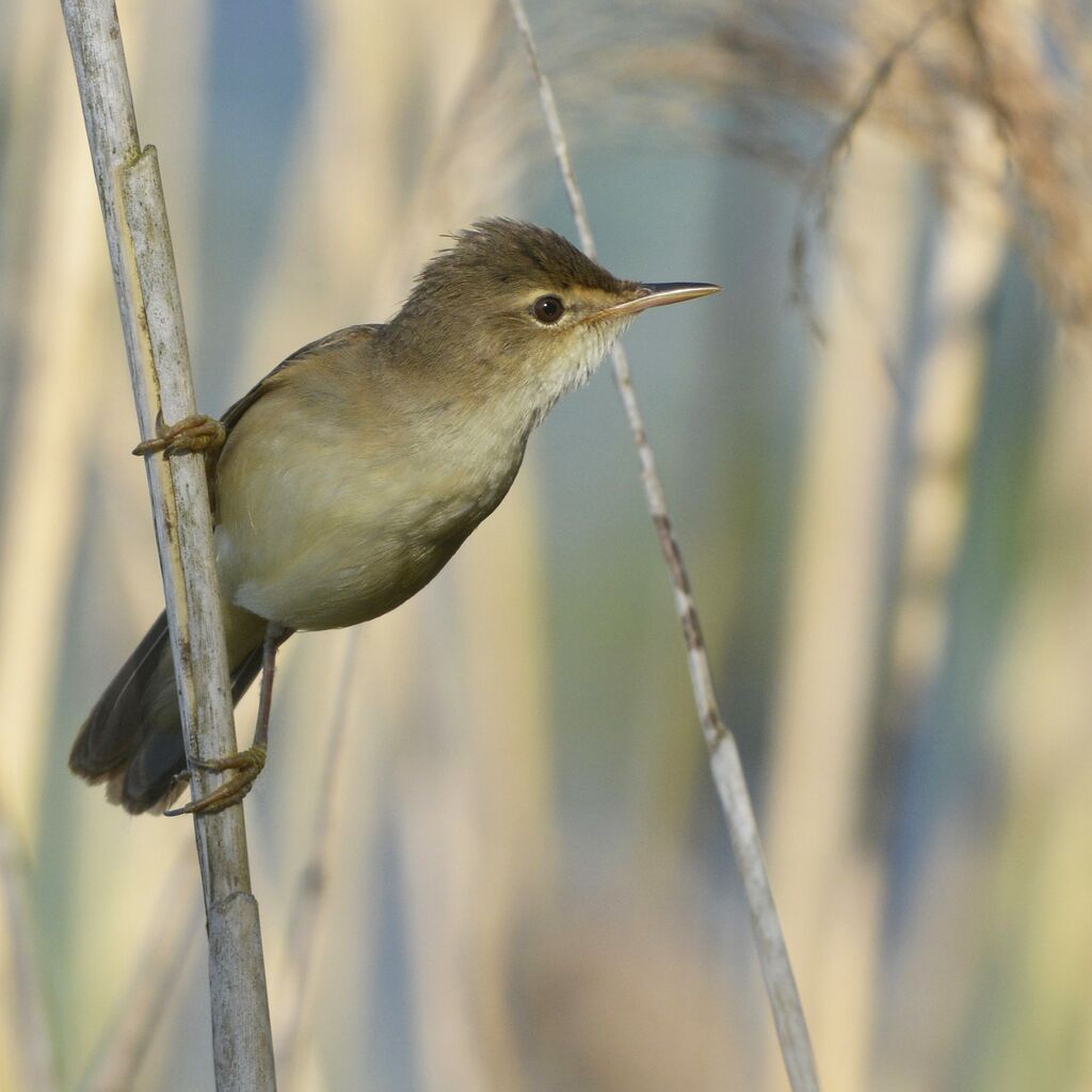 Eurasian Reed Warbleradult