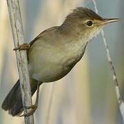 Eurasian Reed Warbler