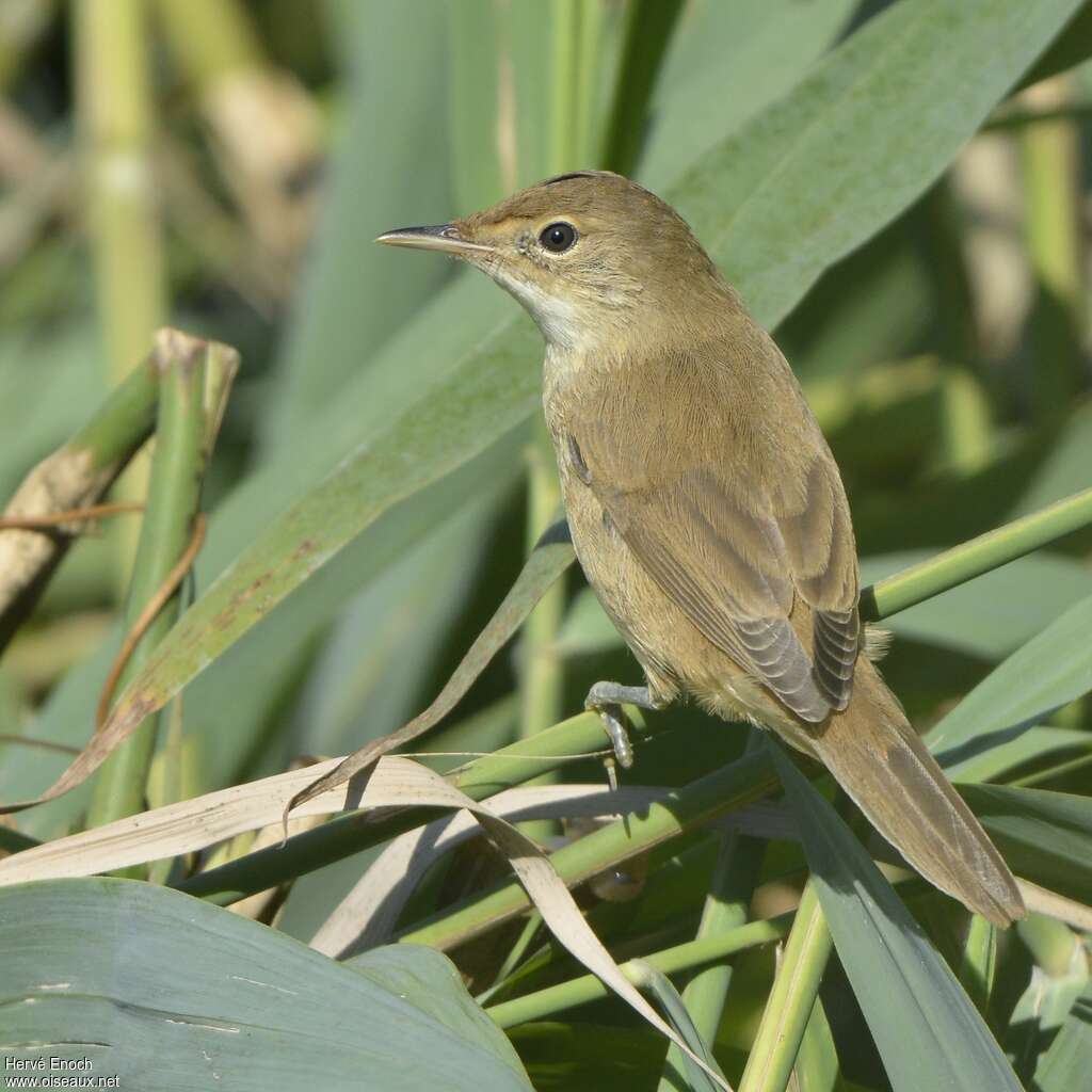 Common Reed WarblerFirst year, identification