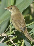 Eurasian Reed Warbler