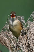 Great Reed Warbler