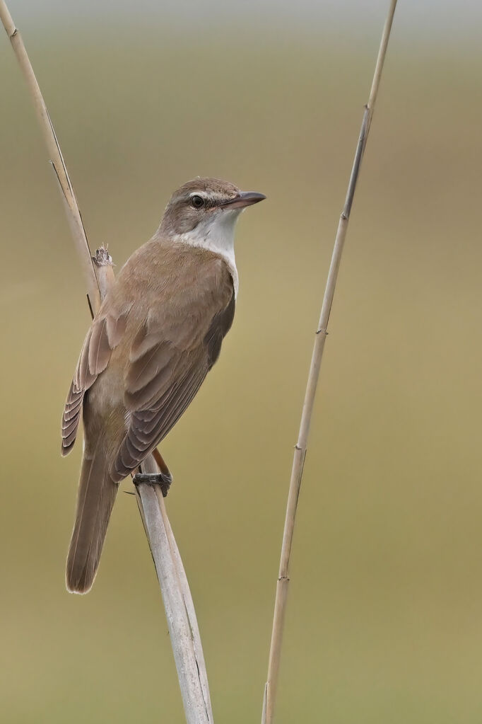 Rousserolle turdoïdeadulte, identification