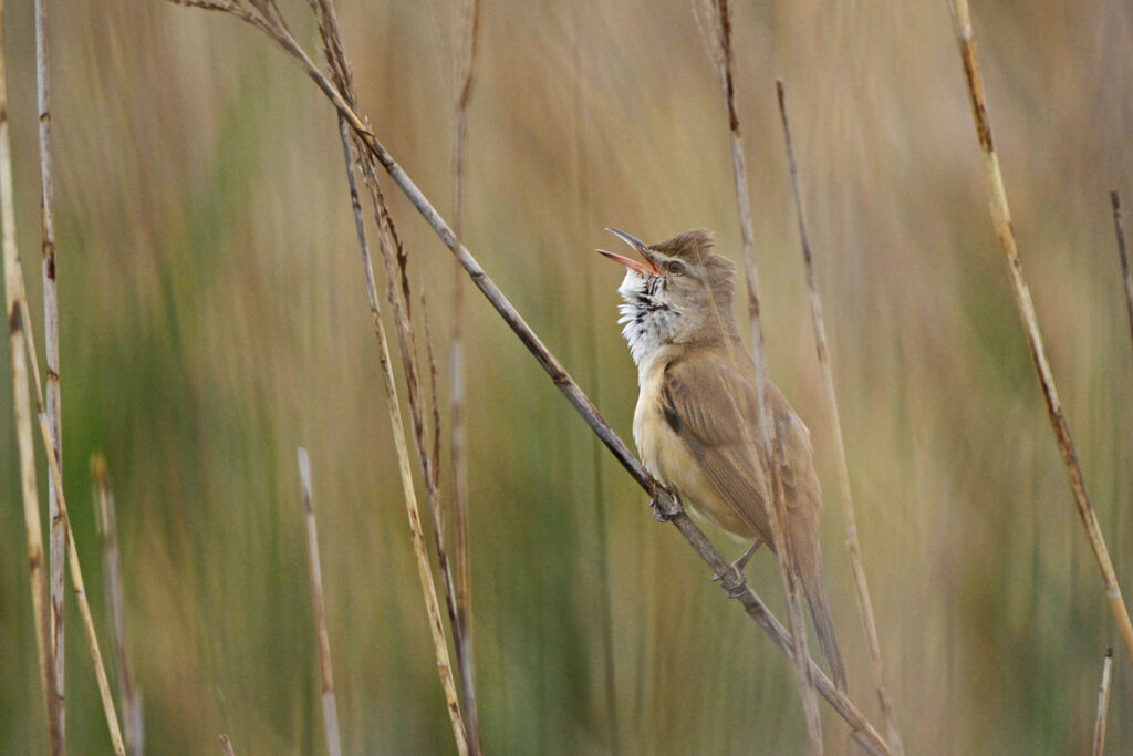 Great Reed Warbler