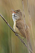 Great Reed Warbler