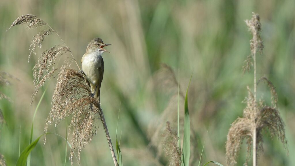 Great Reed Warbler