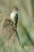 Great Reed Warbler