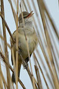 Great Reed Warbler