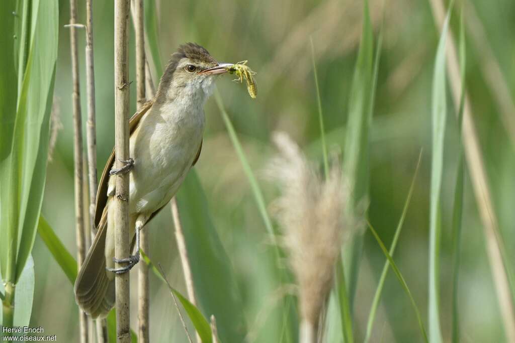 Great Reed Warbleradult, feeding habits, Reproduction-nesting