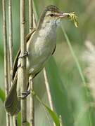 Great Reed Warbler