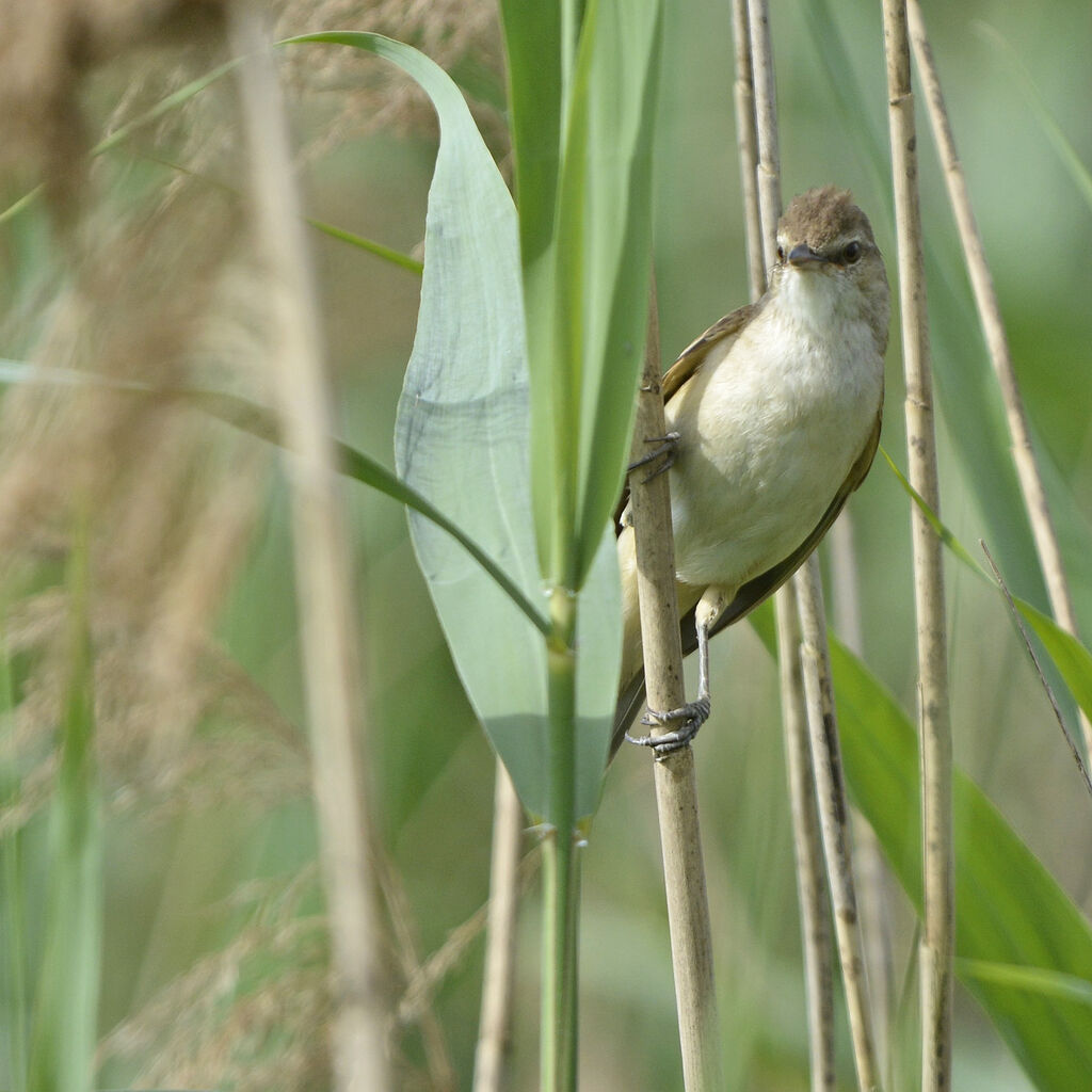 Great Reed Warbler