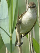 Great Reed Warbler