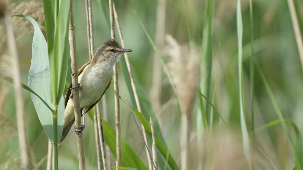 Great Reed Warbler